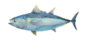 Yellowfin Tuna